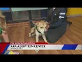 Adopt Roscoe the Dog