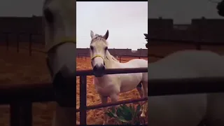   أنا كل ما نويت أنسى   بدون موسيقى دندنها
