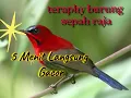 Download Lagu Teraphy burung sepah raja