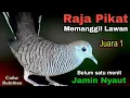 Download Lagu Perkutut lokal gacor RAJA PIKAT memanggil lawan Ahlinya bikin burung perkutut gacor nyaut