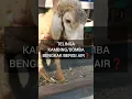 Download Lagu ASTAGA‼️ Telinga dombanya kenapa itu⁉️ #kambing #domba #ternak #telinga #obat #short #shortvideo