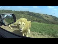 Download Lagu Driving Through the Lion Park