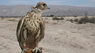 ابيات من ذهب 