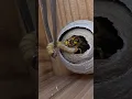 Feeding a Solitary Yellow Hornet Queen with Mealworms