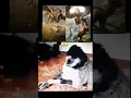 Download Lagu A Real Griffin? what is this?    #shorts #Griffin #beasts #trending #viral