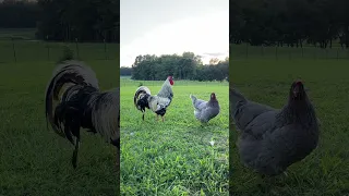  تربية الأرانب  تربيةالدجاج البلدي  دجاج  دجاج زينه  فلاحة  ماشاءالله  مشاهير  مشروع  مزرعة  حيونات دندنها