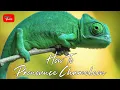 How To Pronounce Chameleon
