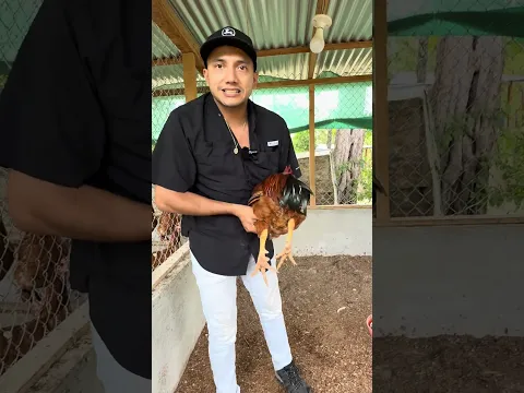 UN GALLO ME RETÓ A PELEAR