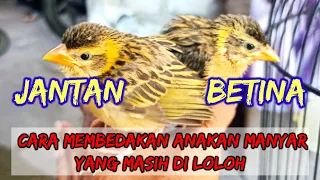 Download cara membedakan anakan burung manyar jantan dan betina lolohan #manyar #manyargacor #burungmanyar MP3