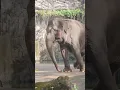Download Lagu gajah besar