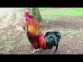 Download Lagu 47 Imperessive rooster crowing in the morning compilations 2018 - Chant du Coq
