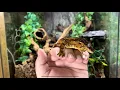 Gargoyle Geckos complete care and breeding guide 2024
