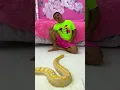 Lagu Dad scared of the snake. Funny prank from Nastya.
