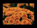 Hara Noda - Northern Constellations (Traditional Jazz)
