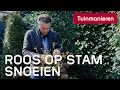 Lagu De Stamroos of roos op stam snoeien in de lente: Hoe doe je dat? | Tuinmanieren