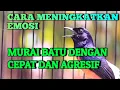 Lagu CARA MENINGKATKAN EMOSI MURAI BATU DENGAN CEPAT DAN AGRESIF