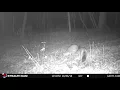 2 fox with tail wag