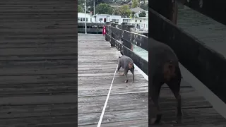 #fyp #dream #youtube #doberman #pets