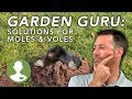 How to Get Rid of Moles Voles Dig In