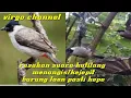 Download Lagu suara kutilang kejepit burung Laen langsung kepo langsung kenak