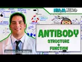 Immunology Antibody Structure Function