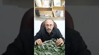 فوائد الصفصاف رزق الخضري 