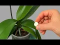 Download Lagu Plaats onder orchideeën – De wortels zullen snel groeien en de bloemen zullen nooit stoppen met b...