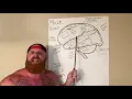 Anatomy of the MALE brain