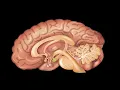 N1 Integer Factorization - Neural Network Redefined