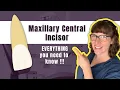 Maxillary Central Incisor The Definitive Tooth Anatomy Study Guide for Dental Students