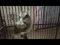 Download Lagu Anak Burung Trucukan Sedang Belajar Bunyi