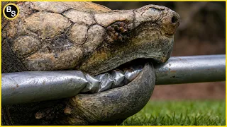 10 Most Terrifying Animal Bites in the World