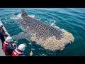 Lagu Giant Whale Shark Rescue: Barnacle Removal Mission at Ocean Research Station