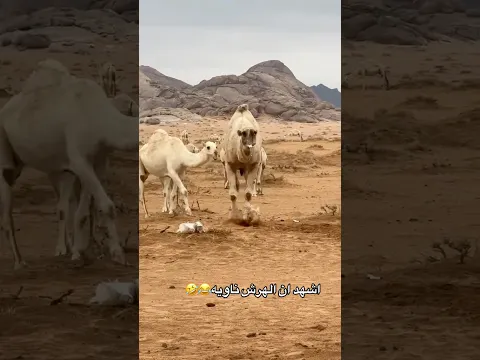 الهرش ناويه