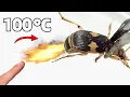 Download Lagu I Got a Pet Bombardier Beetle (most painful burn)