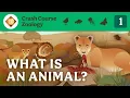 What is an Animal Crash Course Zoology