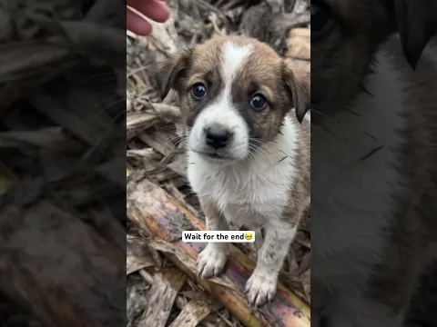 Rescue mission: 21+ puppies saved & returned to the home🥺