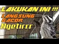 Download Lagu cara perawatan platuk beras agar gacor ngetir panjang