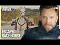 The Precinct Gets Into An INTENSE Pursuit With A White Bronco Named OJ Animal Control