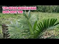Download Lagu RAHASIA AGAR SAWIT TBM TUMBUH SUBUR \u0026 CEPAT BESAR
