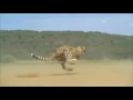 Download Lagu Cheetah Running Full Speed Awesome Speed
