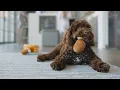 Health Wellness Products Chewy