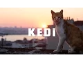 Lagu KEDI - TRAILER 1