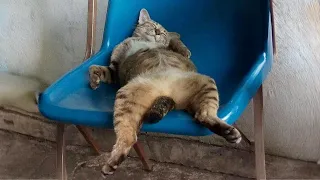 When You Have A LAZY Cat  When You Have A LAZY Cat