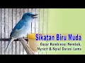 Download Lagu Sikatan Biru Muda Gacor Kombinasi Nembak, Nyricit \u0026 Nyiul Durasi Lama