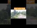 Download Lagu real voice tiger mre nye jungle safari me aj tiger ne welcome kiya ye jungle ka raja #safari #tiger