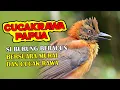 Download Lagu CUCAKRAWA PAPUA, SI BURUNG BERACUN INI KITA TANGKARKAN DI SINI - UDAH ANGKUT SARANG AKHIRNYA