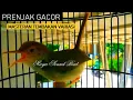 Download Lagu Prenjak Gacor - Masteran Tembakan Prenjak Lumut Agar Variasi - Pancingan Pikat Prenjak Kepala Merah