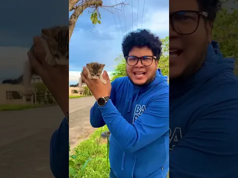 Este gatito necesita ayuda