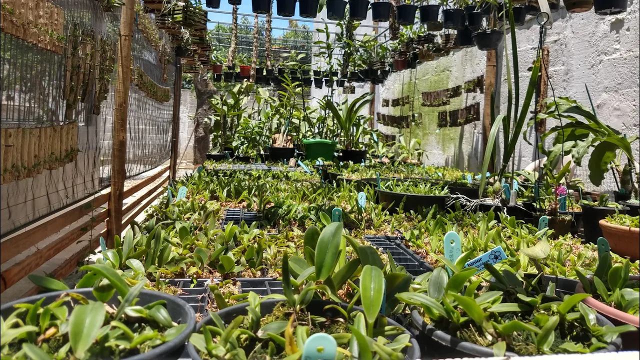 COMO NÃO MATAR ORQUÍDEAS